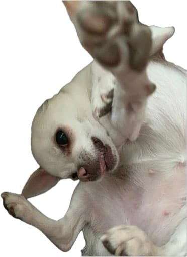 Maksym's small white dog lying on its back, one paw up
